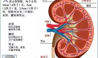 撒尿流白色物质